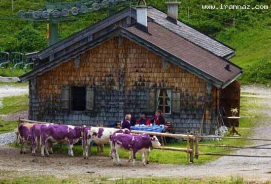 عکس های جالب و دیدنی روز دوشنبه 5 تیر 1391