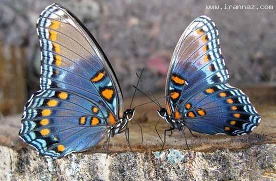 عکس های جالب و دیدنی روز شنبه 10 تیر 1391