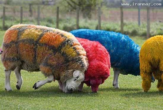 عکس های جالب و دیدنی روز شنبه 10 تیر 1391