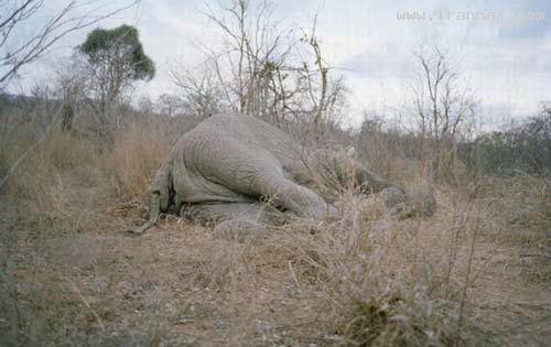 خوردن فیل در 2 ساعت از شدت گرسنگی! (تصویری)