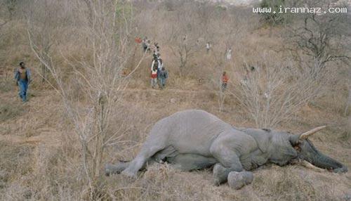 خوردن فیل در 2 ساعت از شدت گرسنگی! (تصویری)