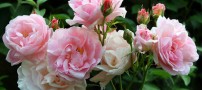 عکسهای بسیار زیبا و دیدنی از گل سرخ