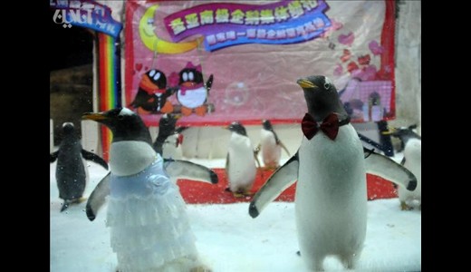 عکسهای جالب و دیدنی ازدواج پنگوئن‌ها