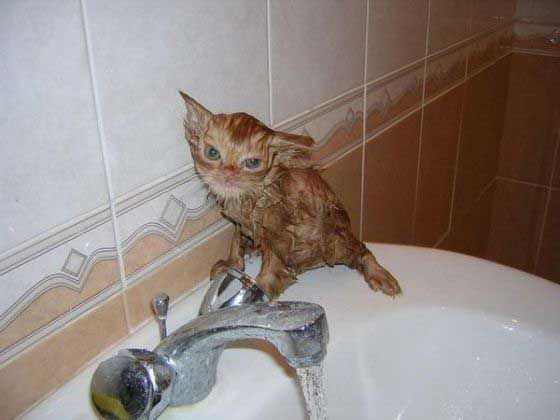 عکسهایی جالب از گربه های خیس شده