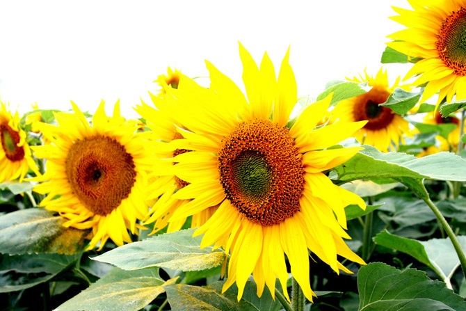 عکس هایی زیبا از گل های آفتابگردان