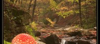 عکس هایی زیبا و بی نظیر از فصل پاییز