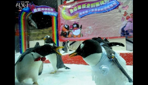 عکسهای جالب و دیدنی ازدواج پنگوئن‌ها