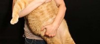 رژیم گرفتن چاق ترین گربه دنیا برای لاغری! +عکس