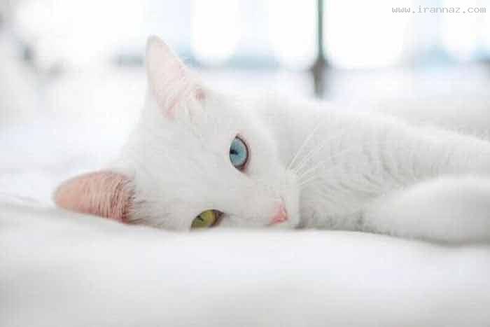 عکس های دیدنی و جالب جمعه 20 مرداد 1391