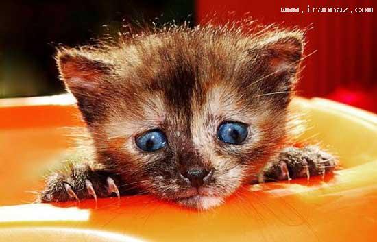عکس های جالب و دیدنی روز یکشنبه 15 مرداد 1391
