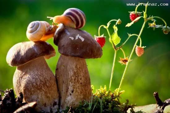 عکس های دیدنی و جالب سه شنبه 14 شهریور 1391