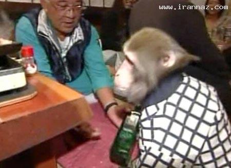 رستورانی عجیب با گارسون های میمون! (+عکس)