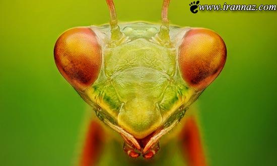 اطلاعات جالب و تصاویر شگفت انگیز از چشم حشرات اطلاعات جالب و تصاویر شگفت انگیز از چشم حشرات