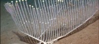 عجیب ترین موجودات کشف شده جهان در سال 2012