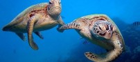 گوشه ای از قدرت خدا، لاک پشت های رنگی استرالیا