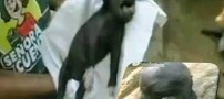 تولد خوکی با سری شبیه به انسان و میمون! (عكس)