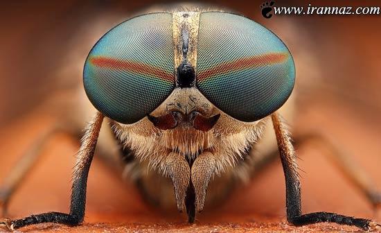 اطلاعات جالب و تصاویر شگفت انگیز از چشم حشرات
