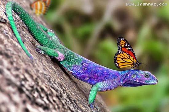 عکسهایی بسیار جالب و دیدنی