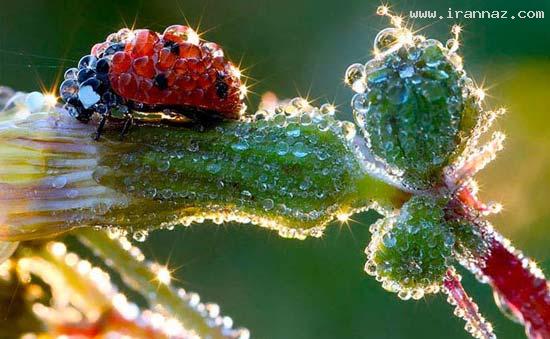 عکسهایی بسیار جالب و دیدنی