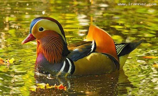 عکسهایی بسیار جالب و دیدنی