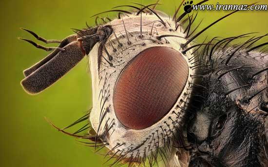اطلاعات جالب و تصاویر شگفت انگیز از چشم حشرات