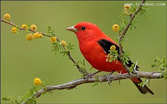 عکسهایی بسیار جالب و دیدنی