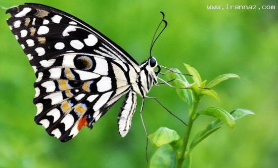 عکسهایی بسیار جالب و دیدنی