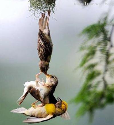 عکسهایی بسیار جالب و دیدنی