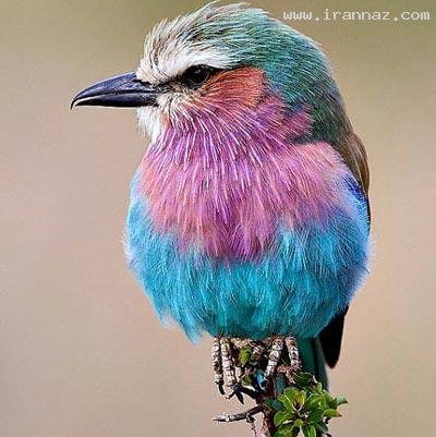 عکسهایی بسیار جالب و دیدنی