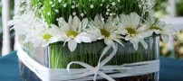مدل های جدید سبزه هفت سین سال 1392