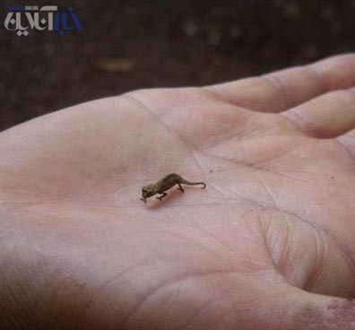 عکسهای کوچکترین‌های دنیا در گینس