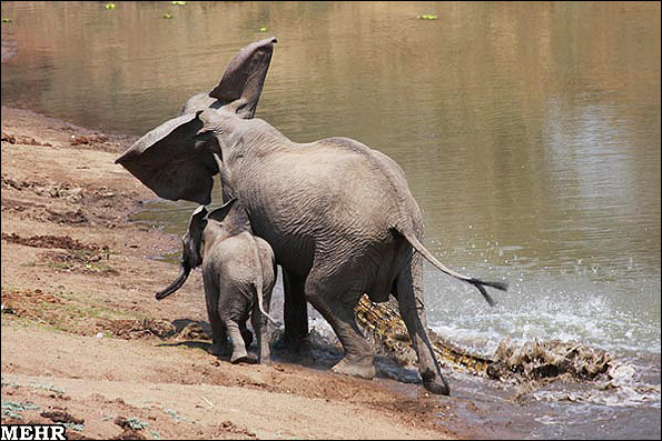 تصاویر عجیب حمله یک کروکودیل به دو فیل