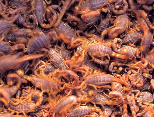 حشرات خوردنی