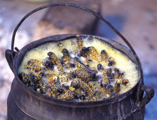 حشرات خوردنی