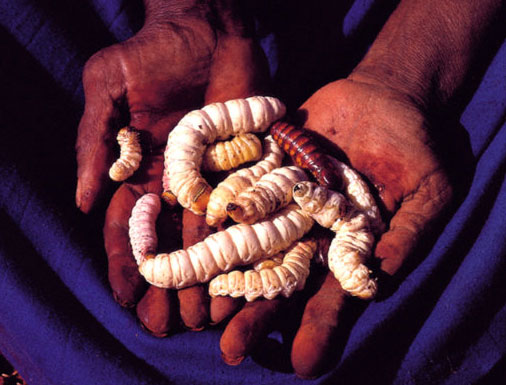 حشرات خوردنی
