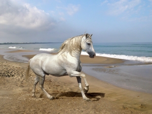 اسبهای بسیار زیبا برای پس زمینه گوشی شما