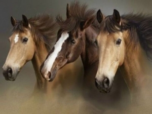 اسبهای بسیار زیبا برای پس زمینه گوشی شما