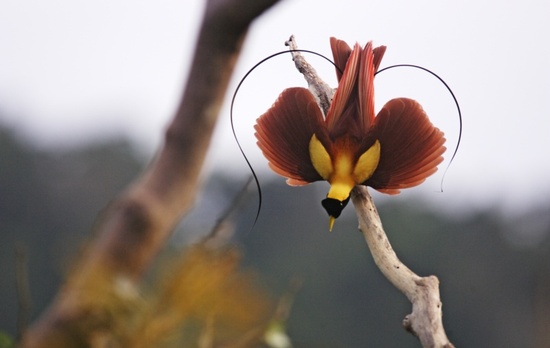 عکسهایی از زیباترین و کمیاب ترین پرندگان
