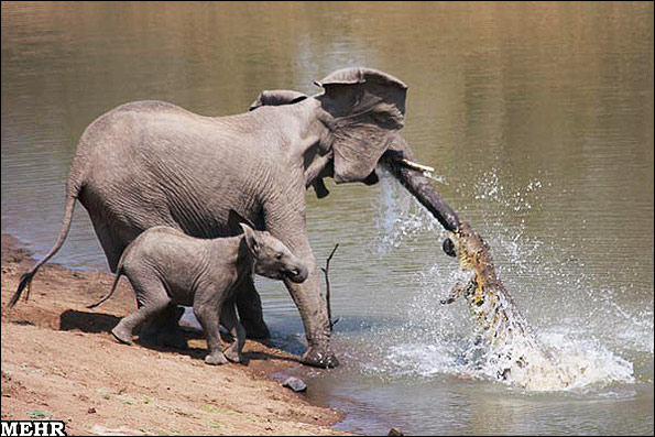 تصاویر عجیب حمله یک کروکودیل به دو فیل