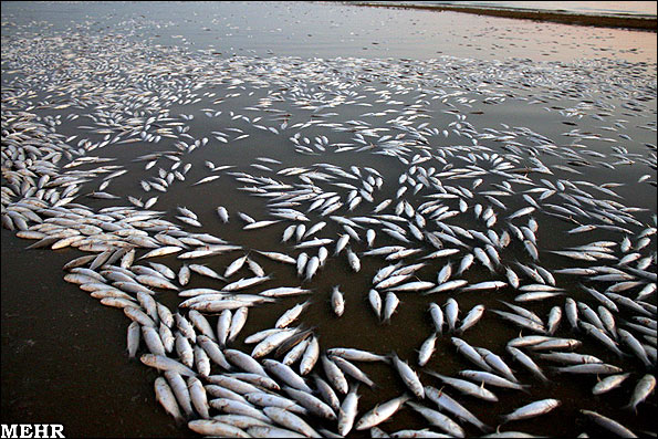 گزارش تصویری از مرگ میلیونها ماهی در سواحل بندر عباس