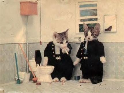 عكسهایی جالب و دیدنی از ازدواج دو گربه