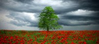 عکس هایی بسیار زیبا از دشت شقایق