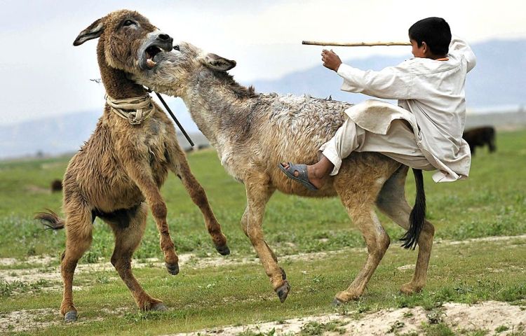 عکسهای دیدنی دوشنبه : 8 آذر 1389