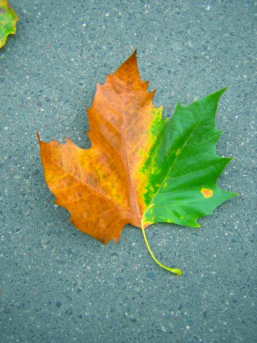 عکسهای جالب و دیدنی یکشنبه : 21 آذر 1389