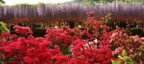 عکسهایی بسیار زیبا و باور نکردنی از بهشت ژاپن