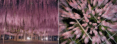 عکسهایی بسیار زیبا و باور نکردنی از بهشت ژاپن