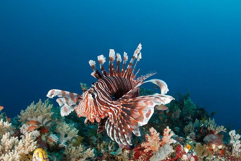 عکسهایی از زیباترین ماهیها در اعماق اقیانوس