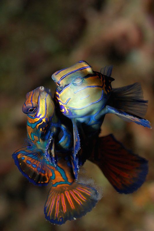 عکسهایی از زیباترین ماهیها در اعماق اقیانوس