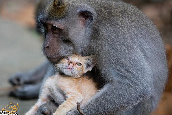 میمون هایی که مادر بچه میمون نیستند !!!