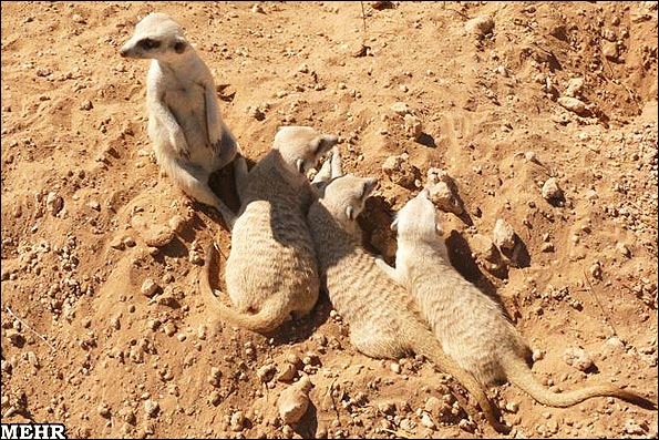 عکس های دیدنی از یک روز زندگی میمونهای پوزه دراز